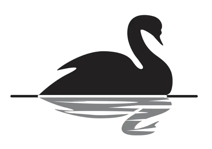 Image of a black swan